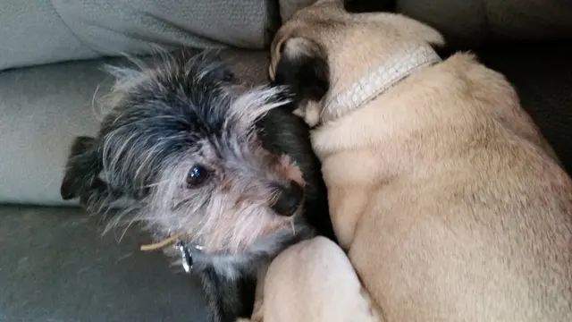 Gizmo · August 11, 2015