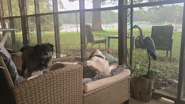 Pearl and Dash are guarding the porch.
