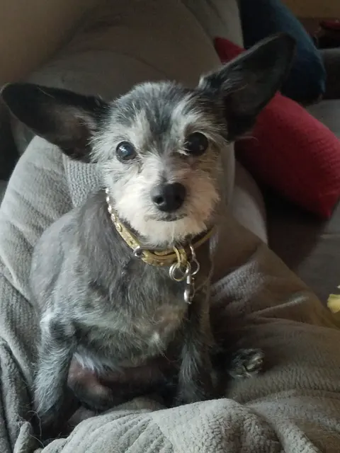 Gizmo, remembered with love