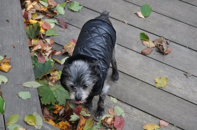 Gizmo · October 28, 2010