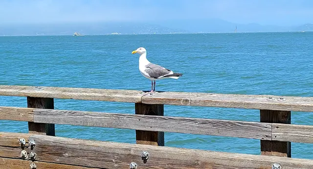 A sea lion stretched out and soaking up the sun on the floating dock.
