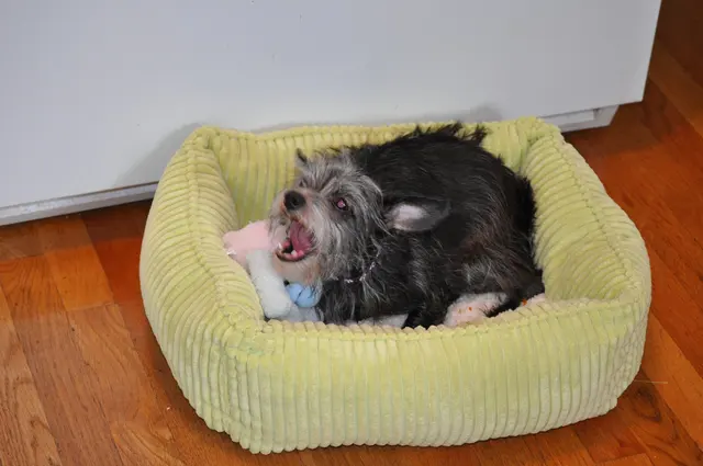 Gizmo · April 18, 2010