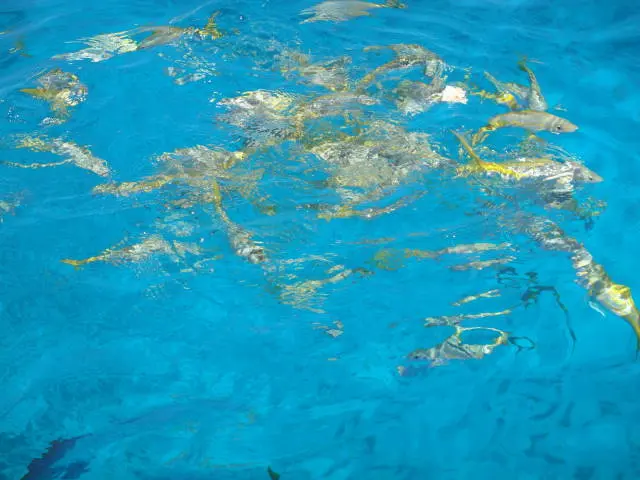fish swimming near water surface