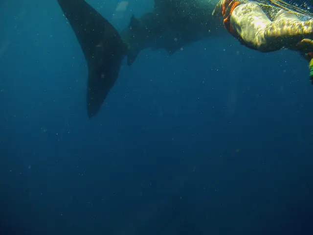 A glimpse beneath the surface