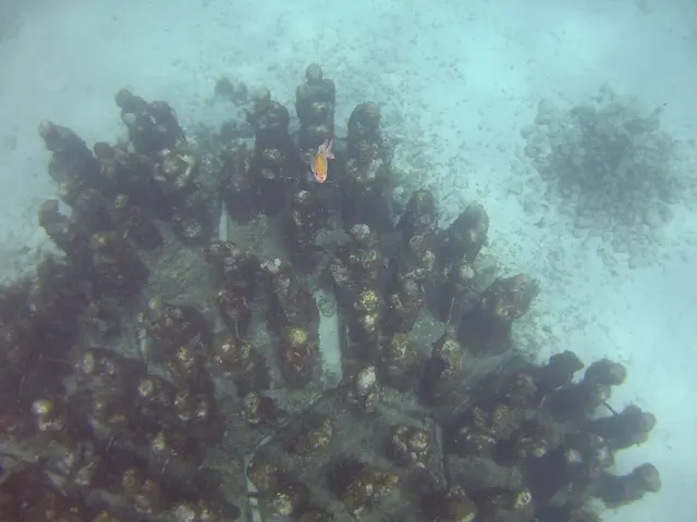 Exploring the reef