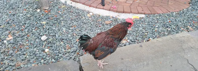 One of Key West's famous free-roaming roosters