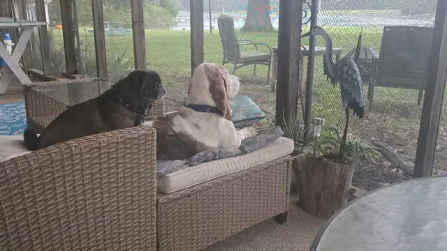 Still on watch