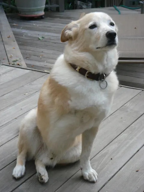 Hops · June 28, 2009