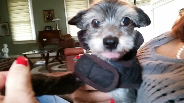 Gizmo · November 14, 2014