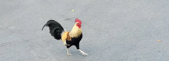 Another rooster sighting mid-stride