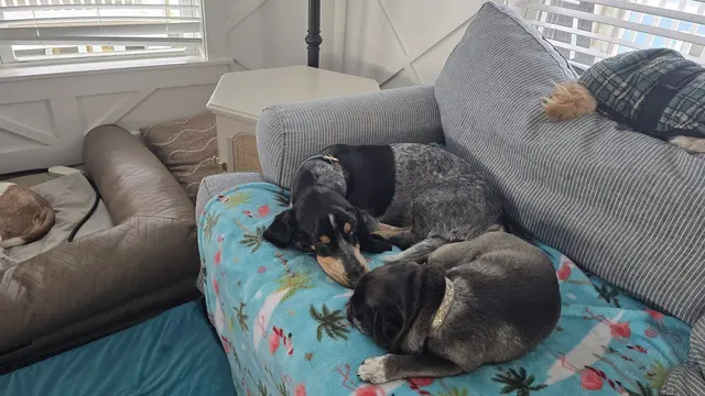 The dogs curled up cozy on the couch.