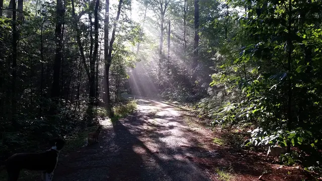 The dogs pause on a misty morning walk