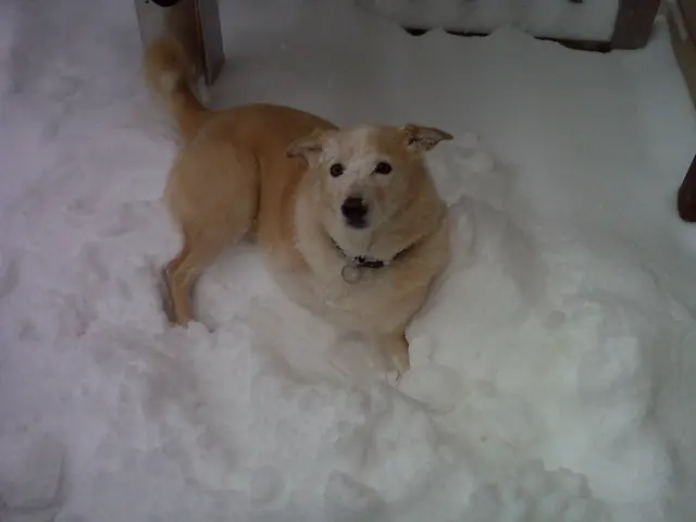 Hops · December 19, 2009