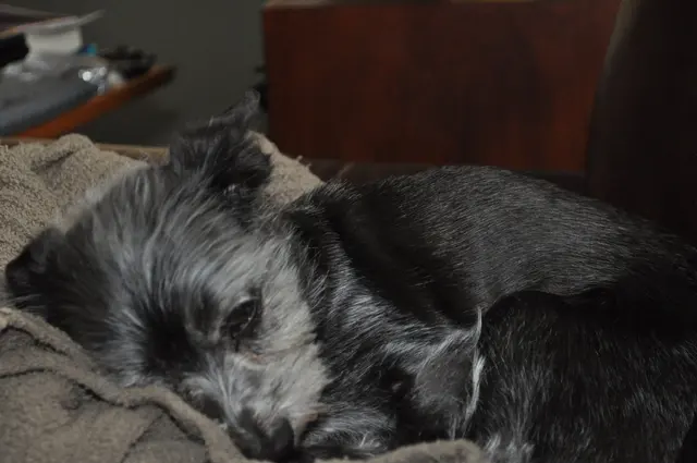 Gizmo · March 31, 2011