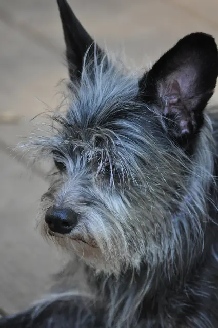Gizmo · May 1, 2010