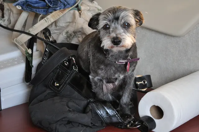 Gizmo · March 18, 2011