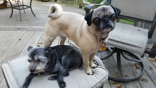 Matee & Gizmo · August 4, 2015