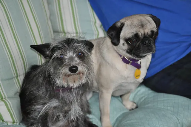 Matee & Gizmo · May 23, 2010