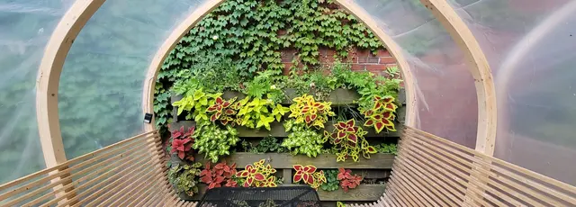 Colorful blooms brightening a garden wall