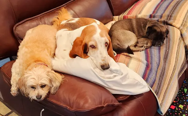 Dash, Pearl, and Goldie · September 14, 2022