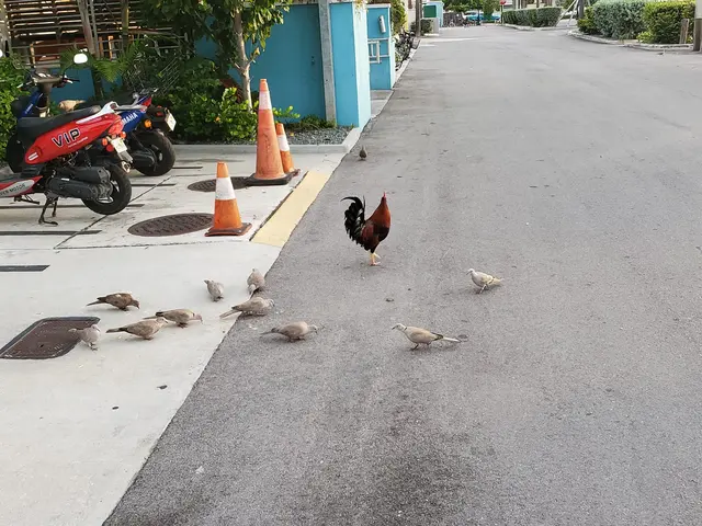 A Key West rooster leads a parade of doves down a quiet morning street.