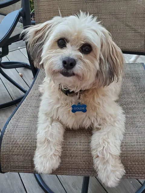 Goldie · September 22, 2019