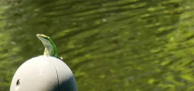 A curious green anole says goodbye to Myrtle Beach