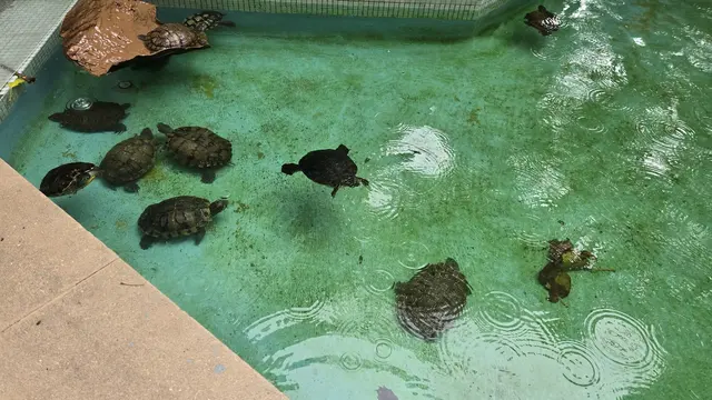 The whole turtle crew gathered on their sandy platform.