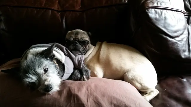 Matee & Gizmo · December 19, 2014