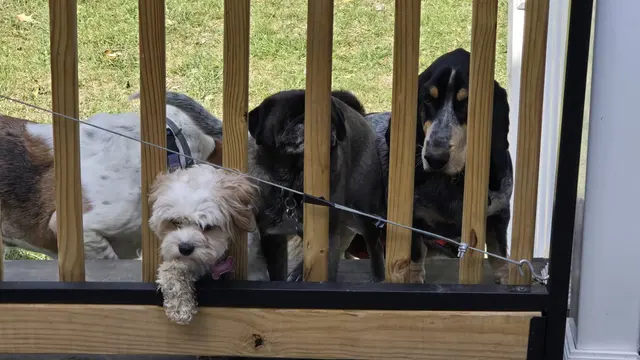 Dash, Woody, Pearl, and Goldie · October 15, 2024