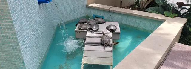 A pond full of sunbathing turtles