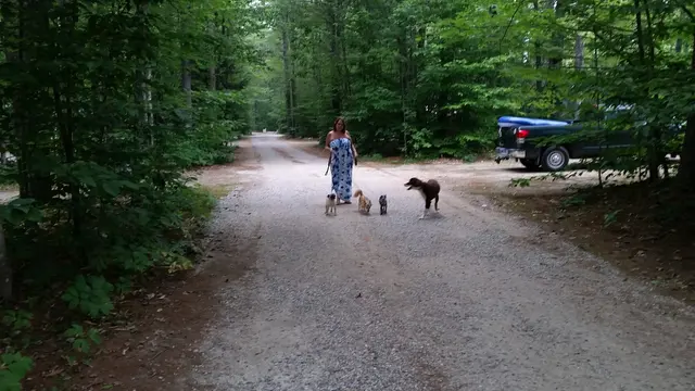 Lori walking the pack of dogs down a Maine woods road