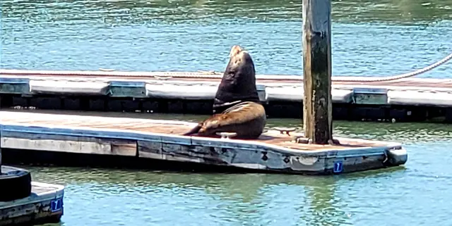 The colorful painted sea lion sculpture along the Embarcadero, art meets bay-side charm.
