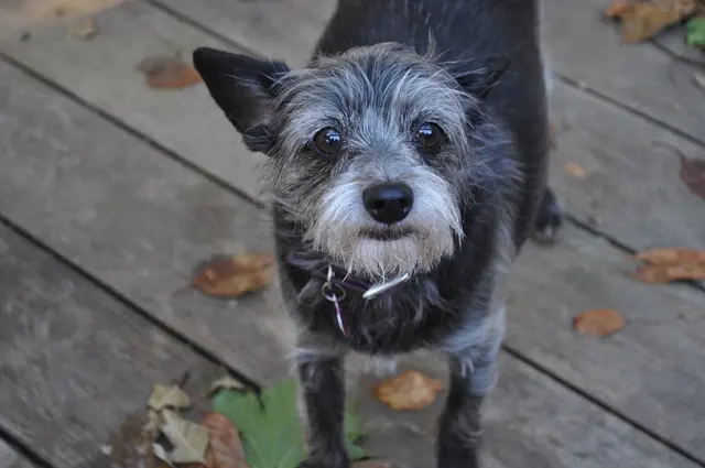 Gizmo · October 19, 2010