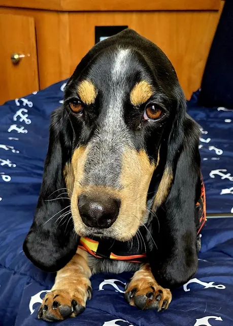 Woody