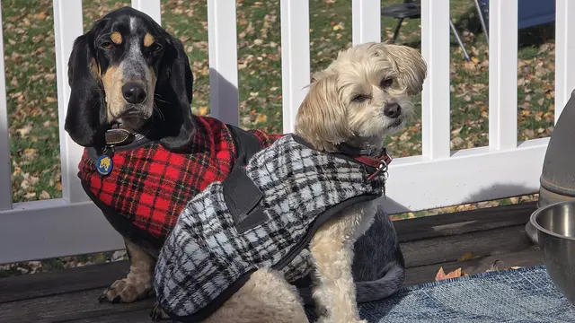 Woody & Goldie · November 24, 2024