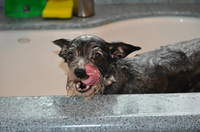 Gizmo · April 18, 2010