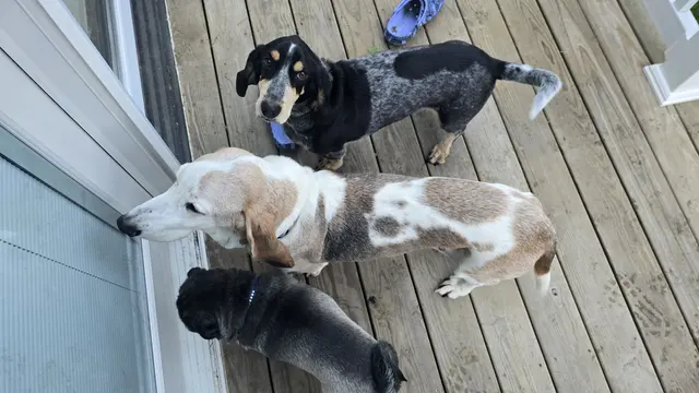 Woody & Pearl · May 8, 2026