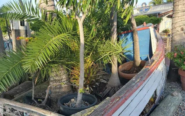 Potted palm trees planted inside an old boat; scenery
