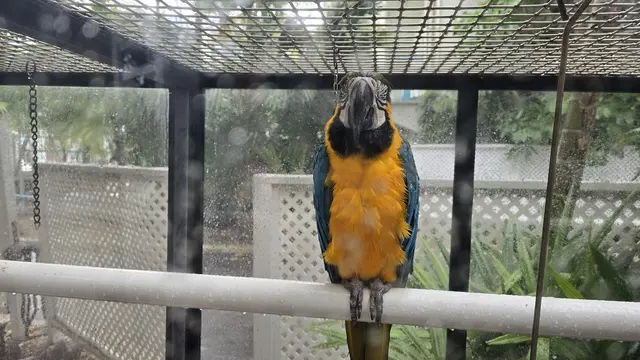 A vivid blue and gold macaw stealing the show.