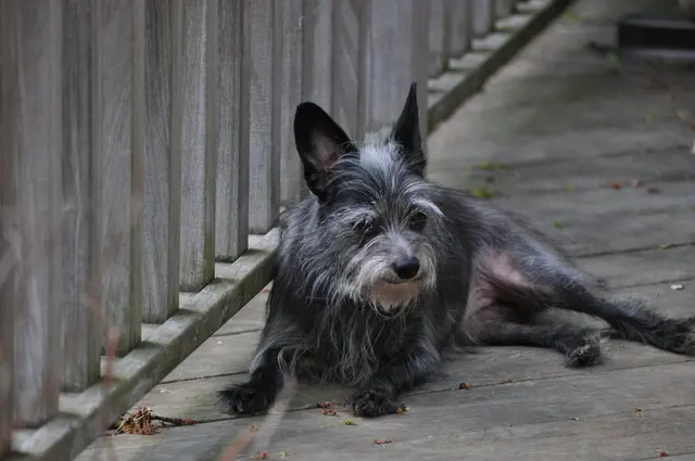 Gizmo · April 17, 2010