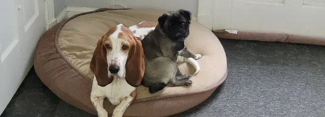 Dash & Pearl · March 28, 2021