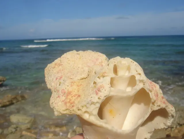 seashell closeup with ocean background
