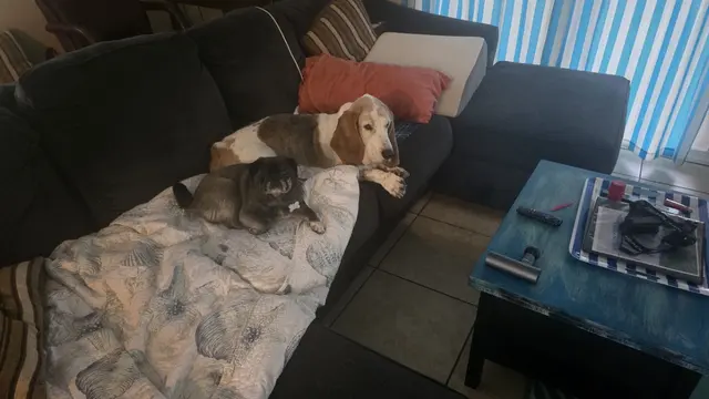 Dogs taking a break from the heat.