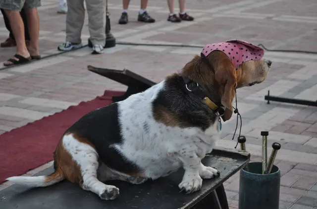 dog wearing bandana performing on stage