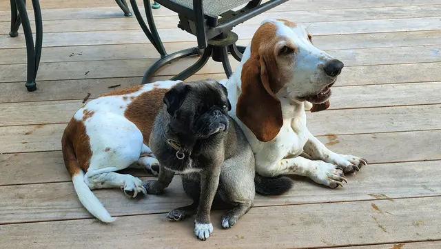 Dash & Pearl · June 17, 2022