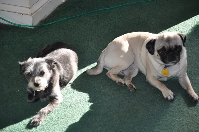 Matee & Gizmo · January 12, 2011