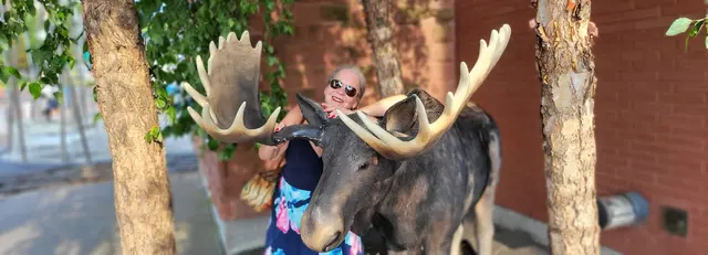 A quintessential Vermont moose statue photo op