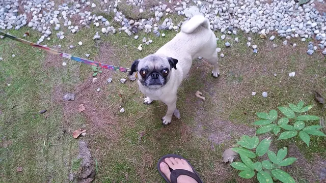 Our happy pug, ready for a hike