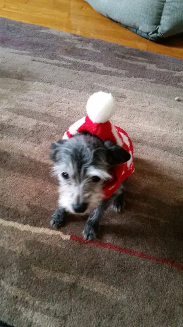 Gizmo · December 20, 2014